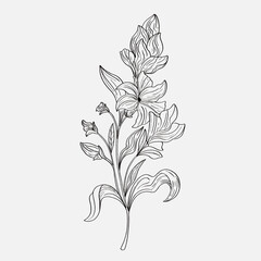 coloring pages of beautiful lily flowers printables. Outline Lilies . Black and white page for coloring book. Anti-stress coloring. Line art flowers