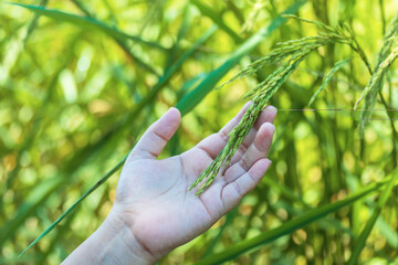 Hand tenderly touching rice in the paddy field.Farmer hand with rice field.