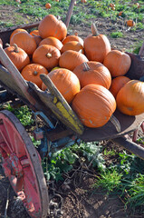 Pumpkin cart - 540470667