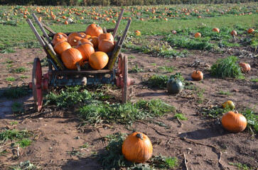 Pumpkins for harvesting in a cart and field  - 540470674