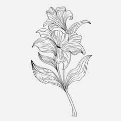 coloring pages of beautiful lily flowers printables. Outline Lilies . Black and white page for coloring book. Anti-stress coloring. Line art flowers