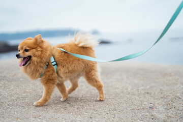 A little brown pomeranian dog with a leash walking with the sea in background