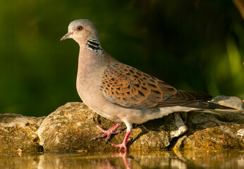 Turtle Dove in to the forest