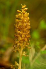 Bird's-nest Orchid (Neottia nidus-avis) in natural habitat