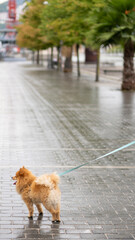 A little brown pomeranian dog with a leash walking with the city in background
