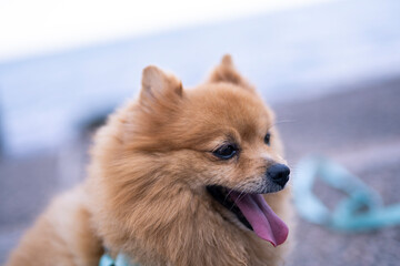 Cute brown Pomeranian happy dog by the sea outdoors