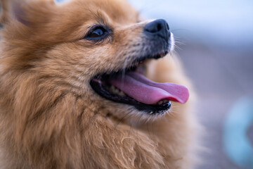 Cute brown Pomeranian happy dog by the sea outdoors