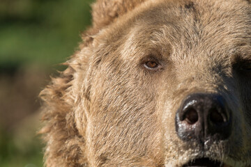 Brown bear face in the Carpathian mountains on a autumn day, close up. Ukraine