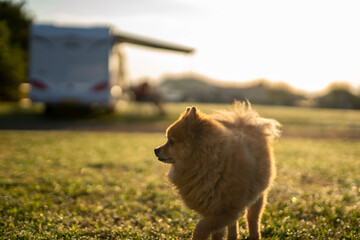 Cute brown Pomeranian happy dog outdoors in a motor home camping