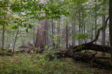 Misty morning in autumnal forest