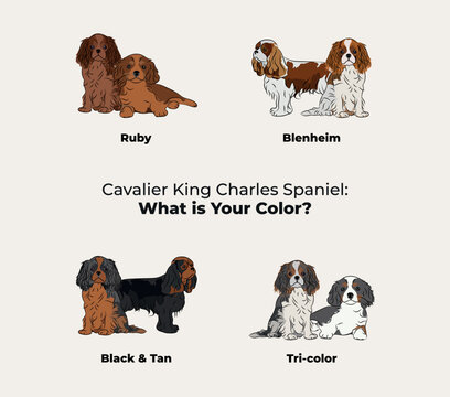 Cavalier King Charles Spaniel colors. Cute dog characters in various poses, designs for print, adorable and cute cartoon vector set, small spaniel in different poses. All popular colors. Dog Drawing.