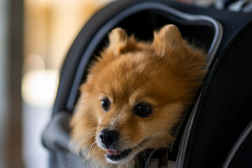 pet carrier bag pack outdoors in the city
