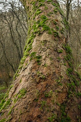 Close-up of a tree trunk covered in moss