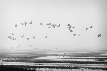 Migrating wild geese on a hazy day in the North Sea tidal flats