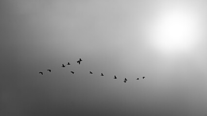 Migrating wild geese on a hazy day in the North Sea tidal flats