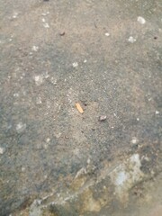 leaves on asphalt