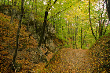 an autumn forest landscape. Autumn deciduous forest