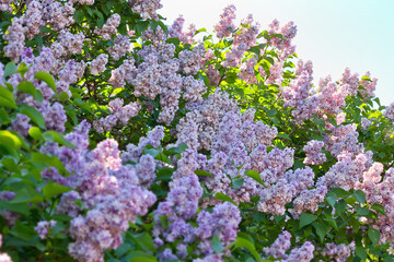 Fototapeta premium clusters of blossoming purple lilac closeup