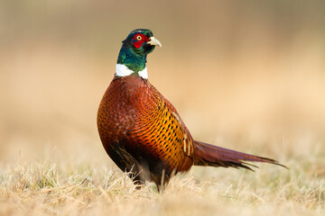 Common pheasant Phasianus colchius Ring-necked pheasant in natural habitat, autumn background, grassland	