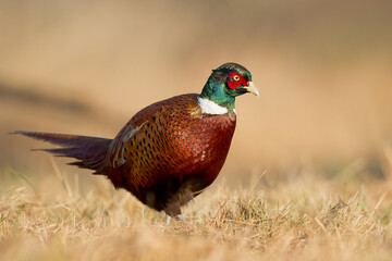 Common pheasant Phasianus colchius Ring-necked pheasant in natural habitat, autumn background, grassland	