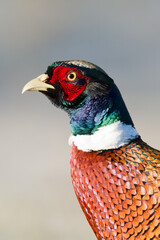 Common pheasant Phasianus colchius Ring-necked pheasant in natural habitat, autumn background, grassland, close up - bird head	