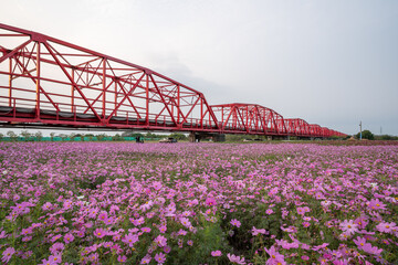 tulips in a landscape