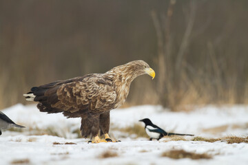Majestic predator White-tailed eagle, Haliaeetus albicilla in Poland wild nature