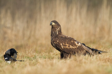 Majestic predator White-tailed eagle, Haliaeetus albicilla in Poland wild nature