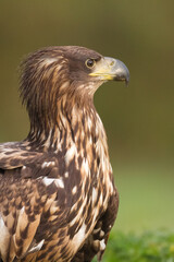 Majestic predator White-tailed eagle, Haliaeetus albicilla in Poland wild nature