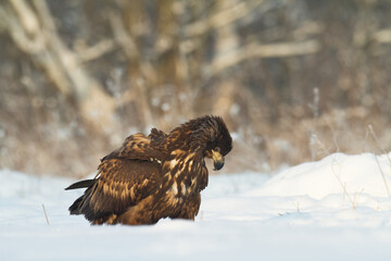Majestic predator White-tailed eagle, Haliaeetus albicilla in Poland wild nature