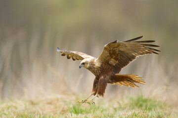 Flying Birds of prey Marsh harrier Circus aeruginosus, hunting time Poland Europe	