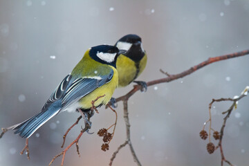 Colorful great tit ( Parus major ) perched on a tree trunk, photographed in horizontal, amazing background	