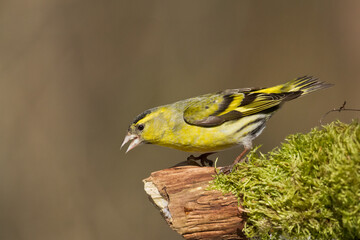 Bird Siskin Carduelis spinus male, small yellow bird, winter time in Poland Europe	
