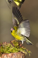 Bird Siskin Carduelis spinus male, small yellow bird, winter time in Poland Europe	
