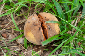 The santol is rotten on the ground.