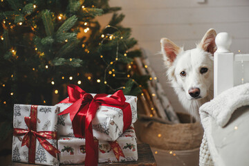 Cute dog looking at stylish gifts near christmas tree with golden lights. Pet and winter holidays....