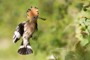 Bird Hoopoe Upupa epops, summer time in Poland Europe