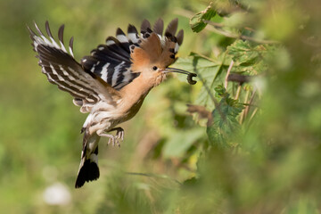 Bird Hoopoe Upupa epops, summer time in Poland Europe