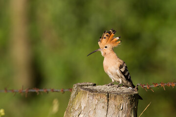 Bird Hoopoe Upupa epops, summer time in Poland Europe