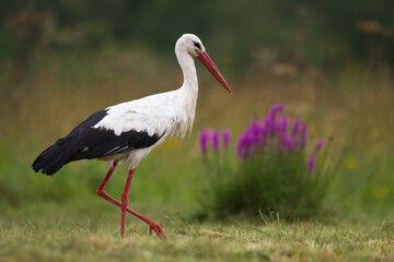 Bird White Stork Ciconia ciconia hunting time in Poland Europe