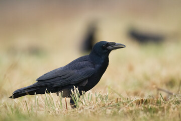 Bird Rook corvus frugilegus landing, black bird in autumn time, Poland Europe	