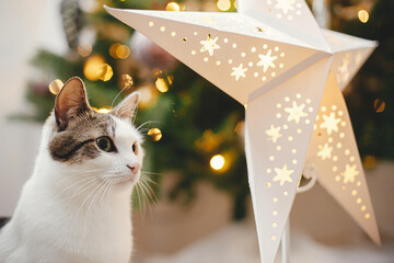 Merry Christmas! Cute cat sitting near illuminated star on background of stylish christmas tree...