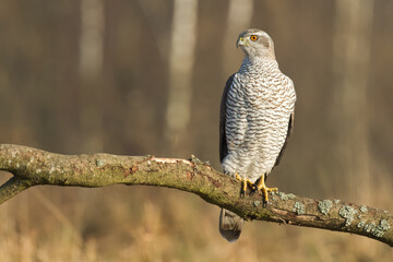 Birds of prey Goshawk Accipiter gentilis juvenile bird hunting time Poland Europe adult male bird sitting on the branch