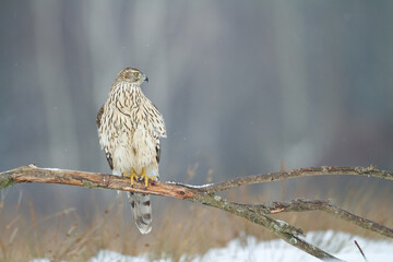 Birds of prey Goshawk Accipiter gentilis juvenile bird hunting time Poland Europe adult male bird sitting on the branch