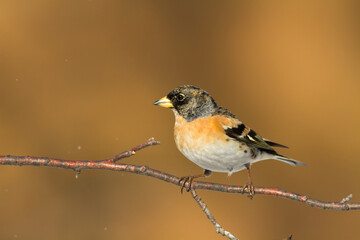 Bird Brambling ( Fringilla montifringilla ) on orange background male