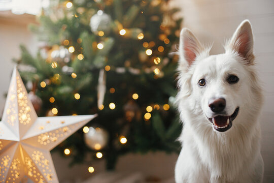 Merry Christmas! Cute happy dog sitting on background of stylish christmas tree with illuminated star and lights. Pet and winter holidays. Adorable danish spitz dog in festive room