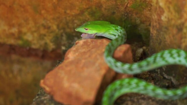 Close up of Green Asian vine snake ahaetulla prasina eating a gecko near settlement
