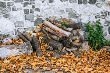 A pile of firewood, logs lies against the background of a wall in autumn near fallen maple leaves.
