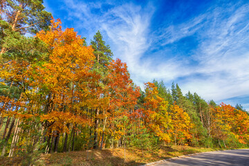 Obraz premium Landscape autumn road with colourful trees, autumn Poland, Europe and amazing blue sky with clouds, sunny day 