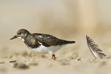 bird - Ruddy Turnstone migratory Arenaria interpres shorebird, migratory bird, Poland Europe Baltic Sea	
